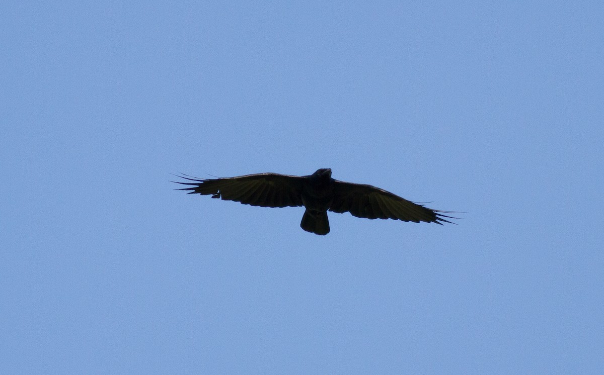 crow sp. - ML159102991