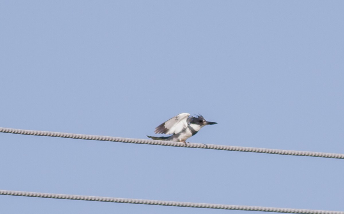 Belted Kingfisher - ML159103021