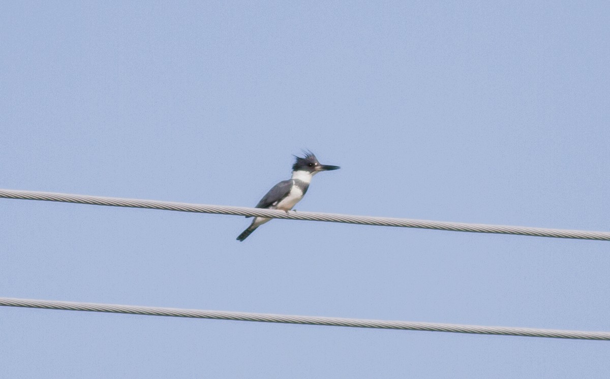 Belted Kingfisher - ML159103041