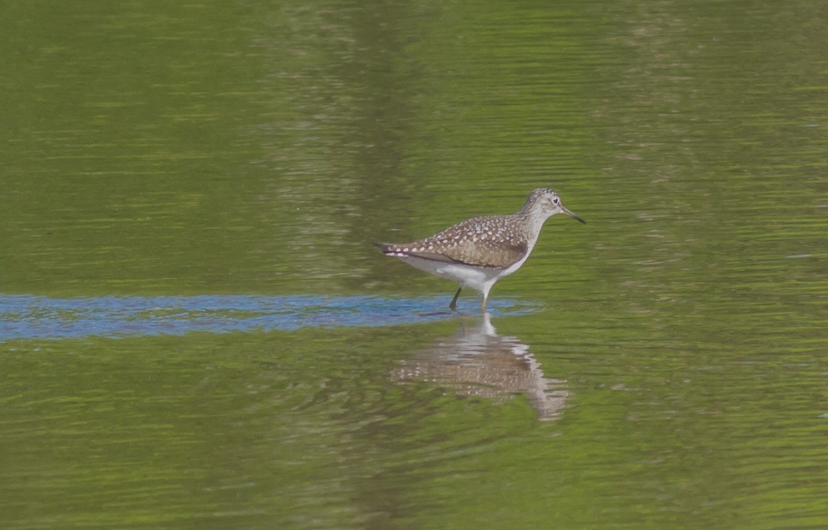 Solitary Sandpiper - ML159103111