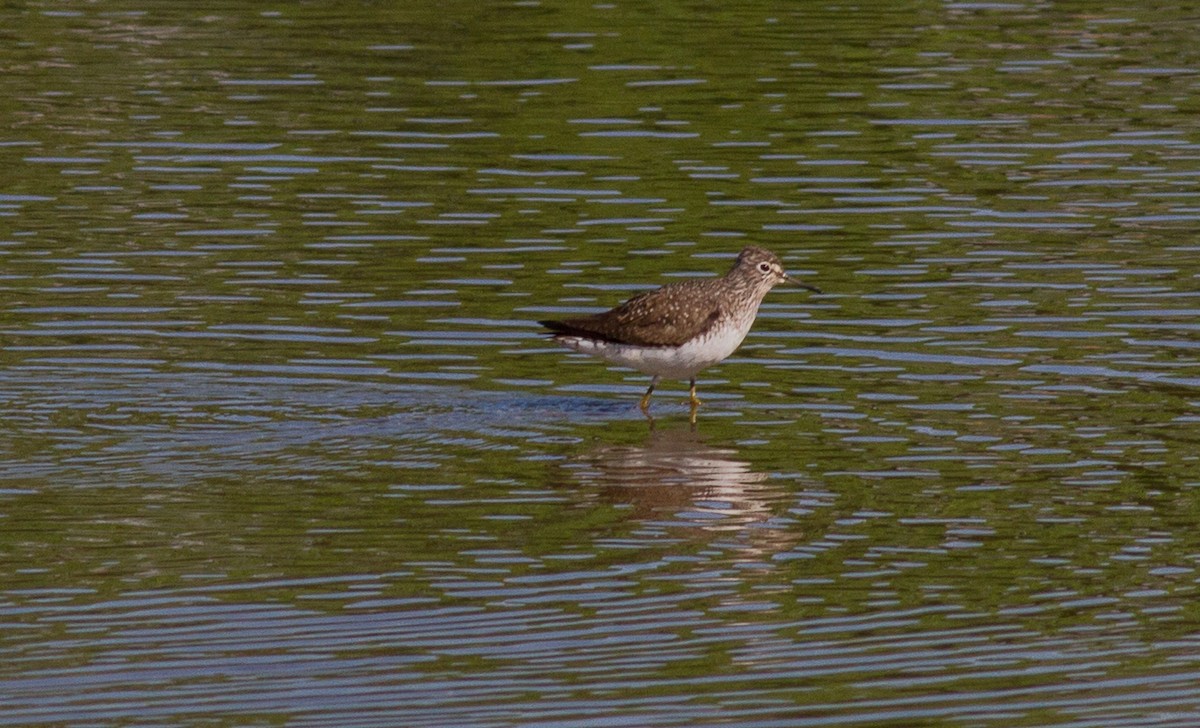 Solitary Sandpiper - ML159103131