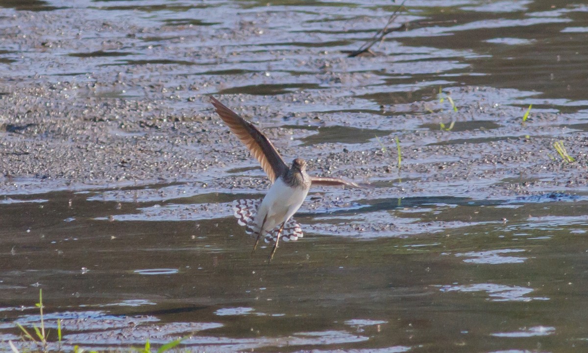 Solitary Sandpiper - ML159103151