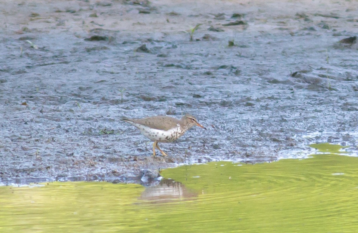 Spotted Sandpiper - ML159103321