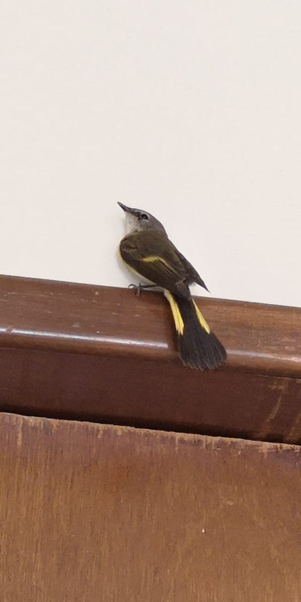 American Redstart - ML159104121