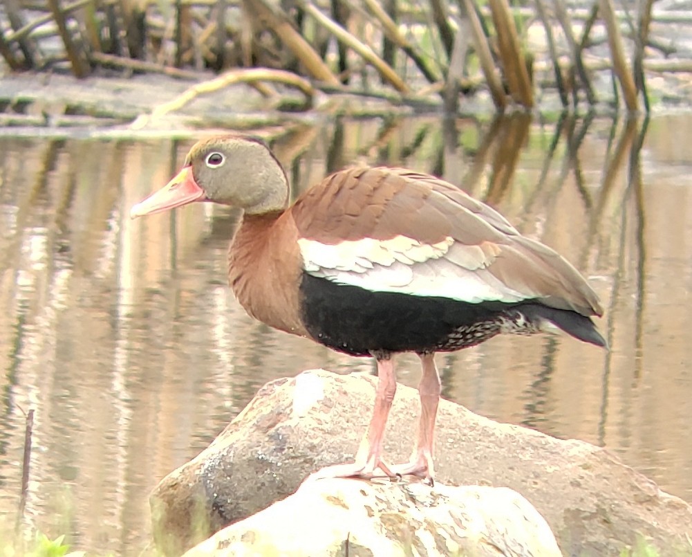 Dendrocygne à ventre noir - ML159104271