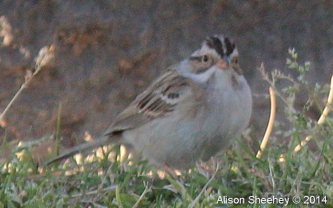 Clay-colored Sparrow - Alison Sheehey