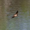 Barn Swallow - ML159105151