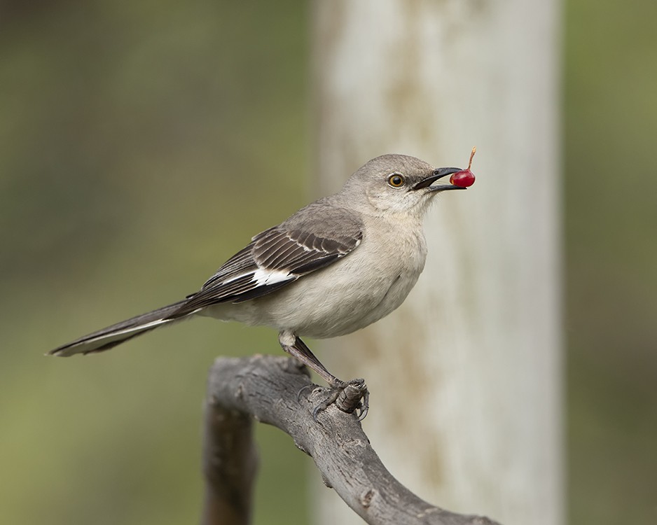 Northern Mockingbird - ML159105231