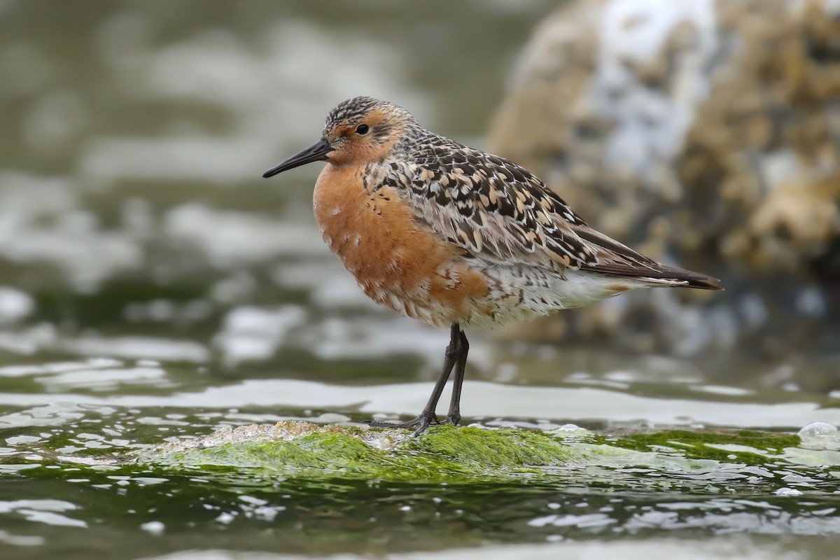 Red Knot - Liam Singh