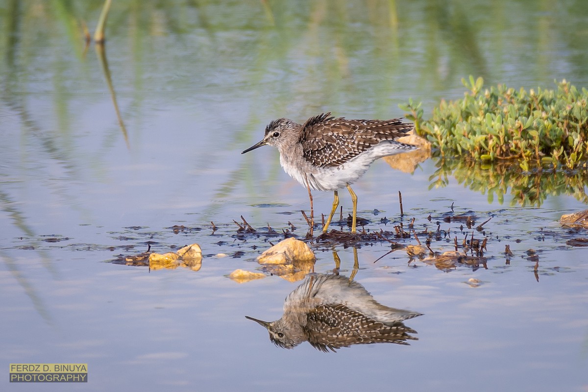 Wood Sandpiper - ML159106871