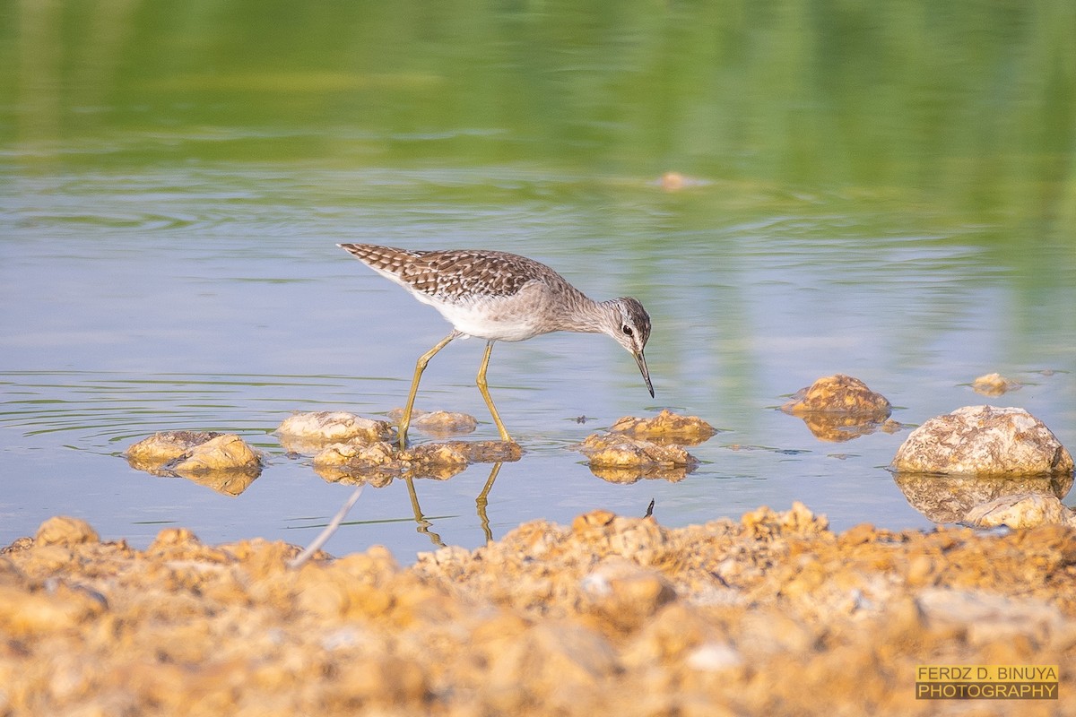 Wood Sandpiper - ML159106881