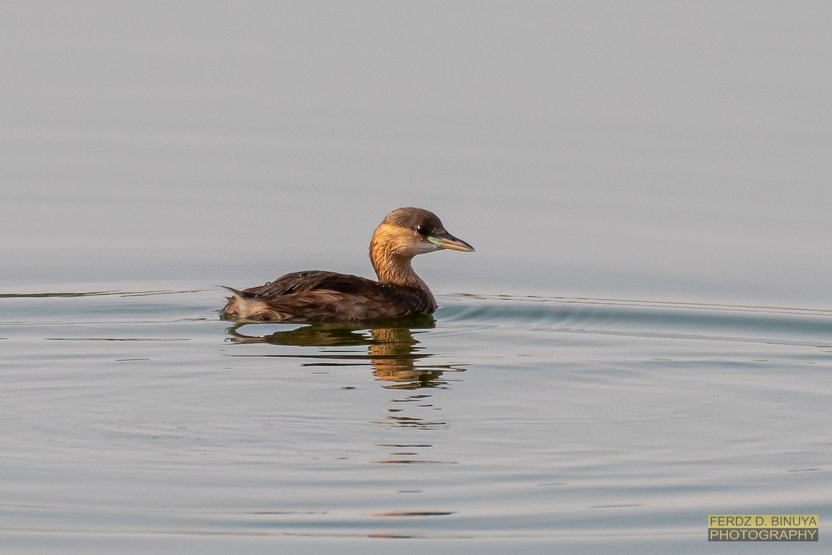 Little Grebe - ML159107291