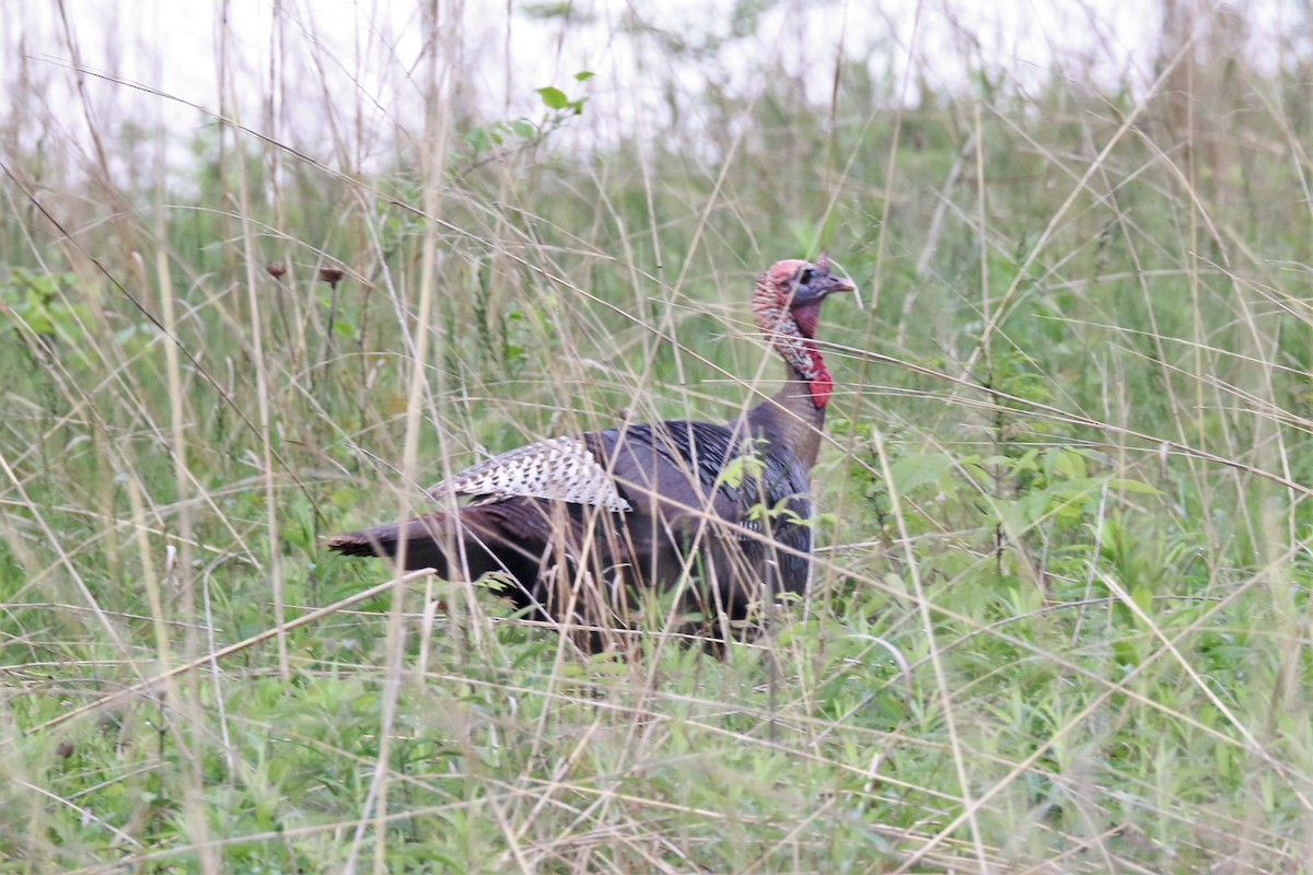 Wild Turkey - ML159107351