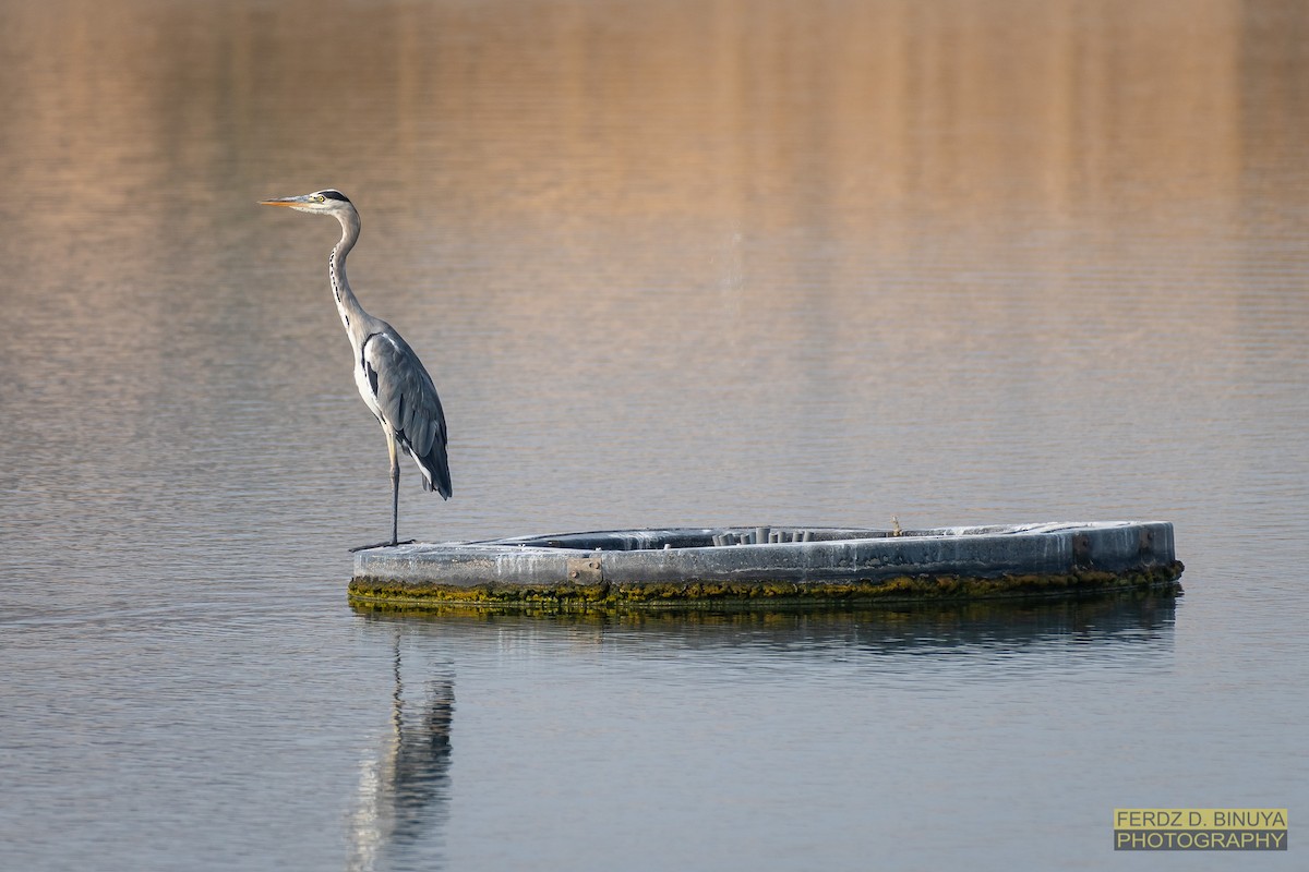 Gray Heron - Ferdinand Binuya