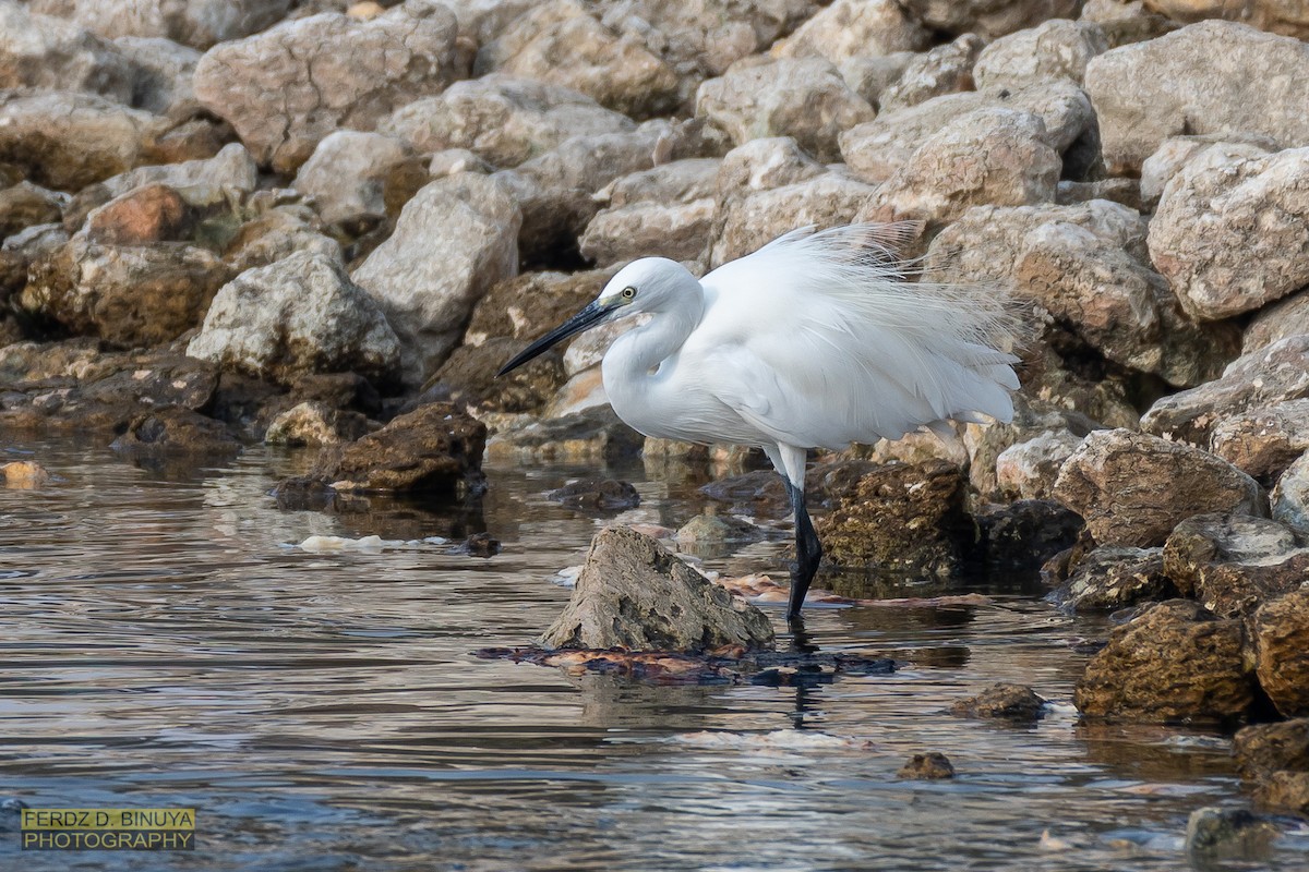 Little Egret - ML159107801