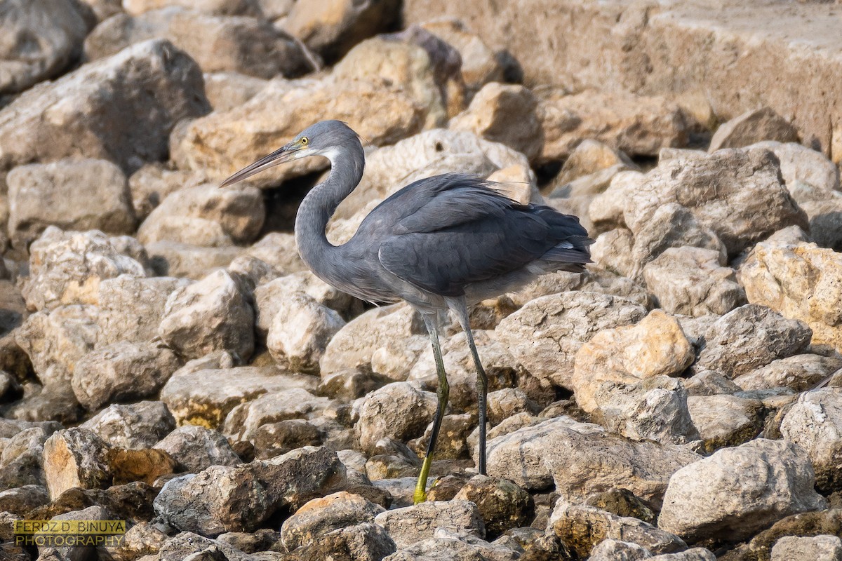 Western Reef-Heron - ML159107881