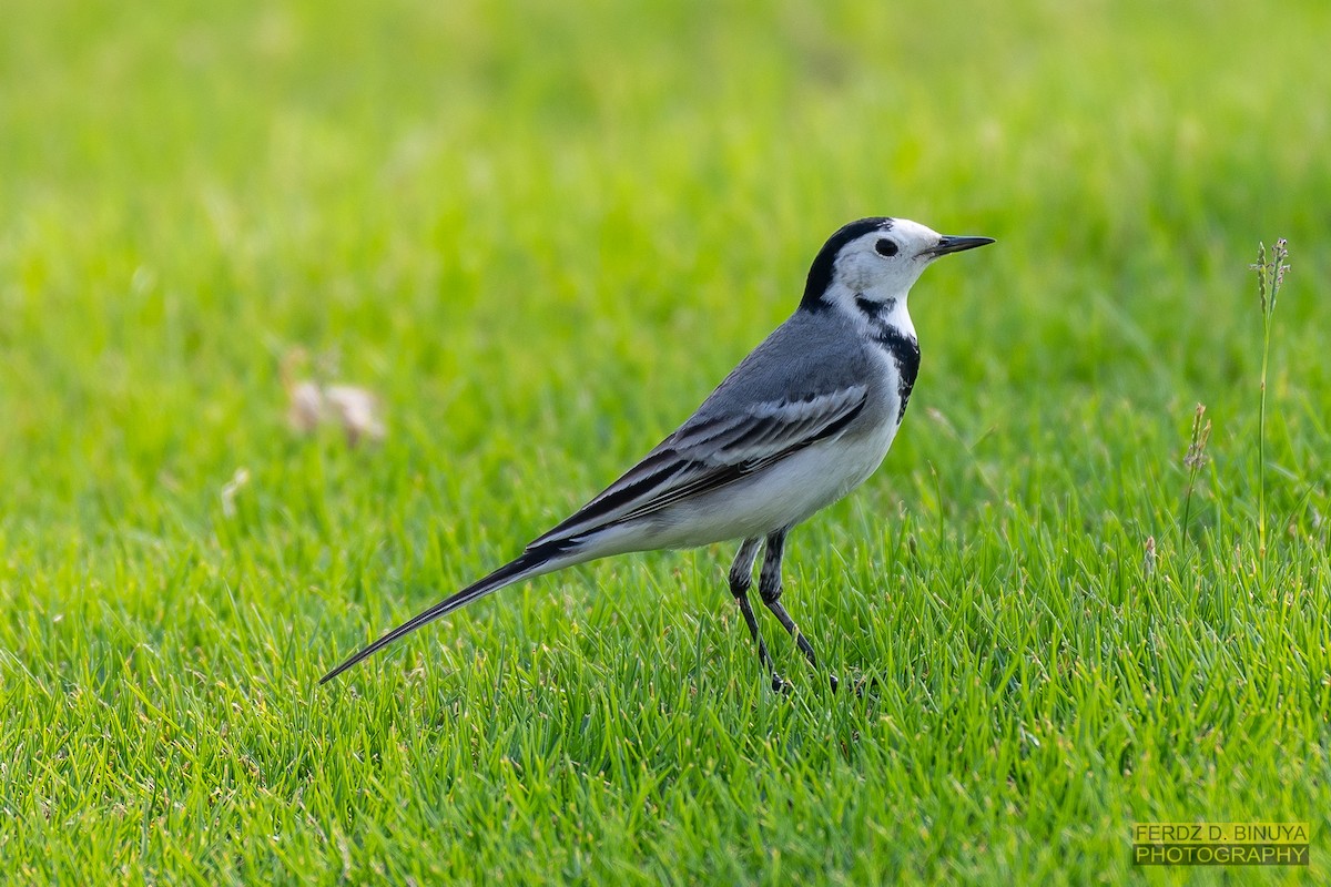 White Wagtail - ML159107941