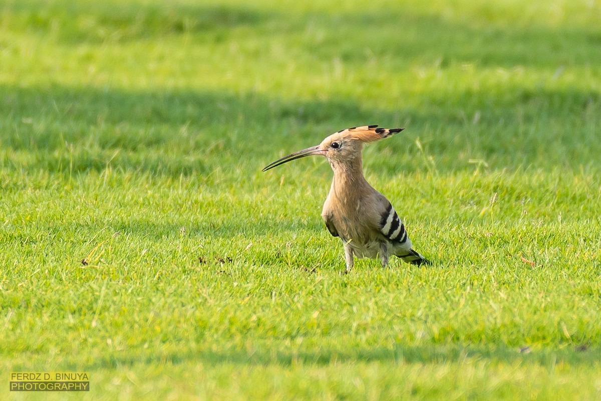 Eurasian Hoopoe - ML159108001