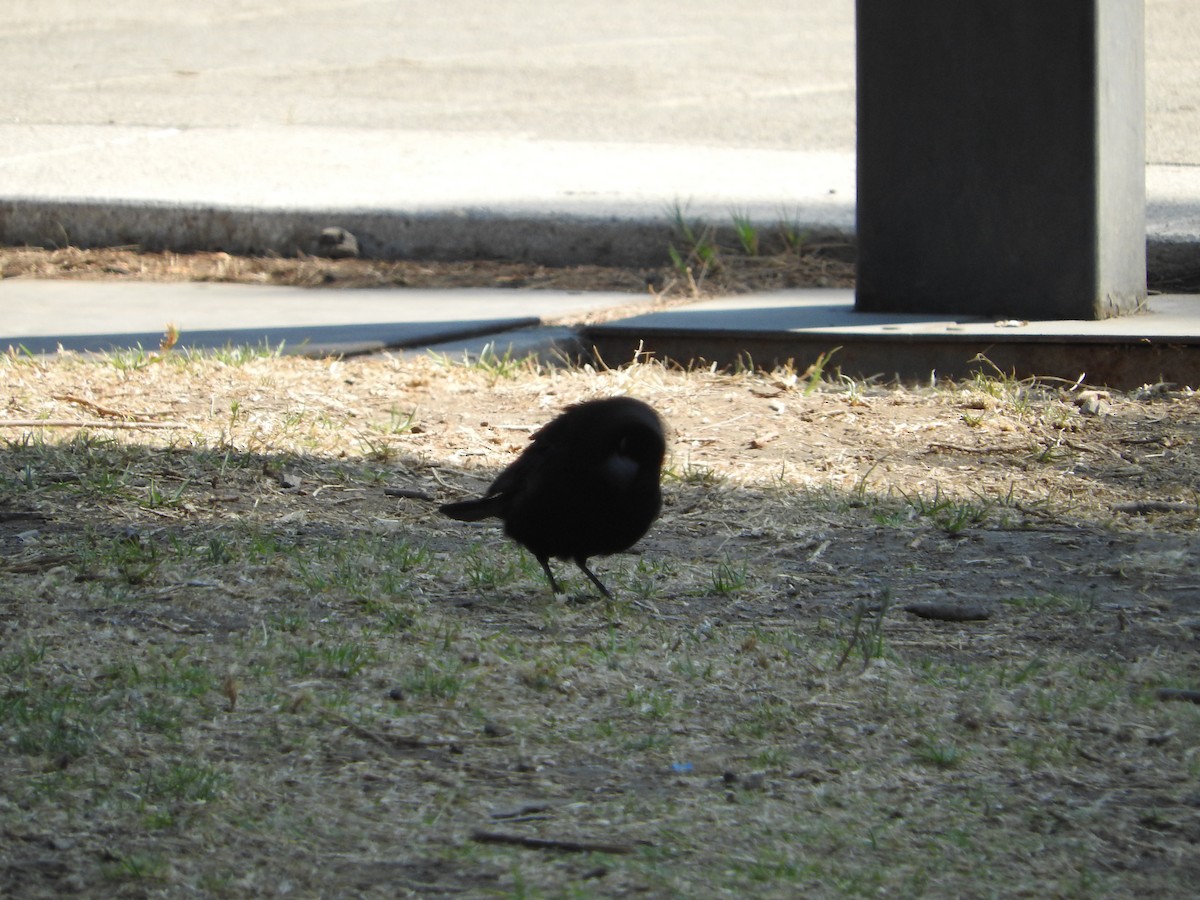 Bronzed Cowbird - ML159108501