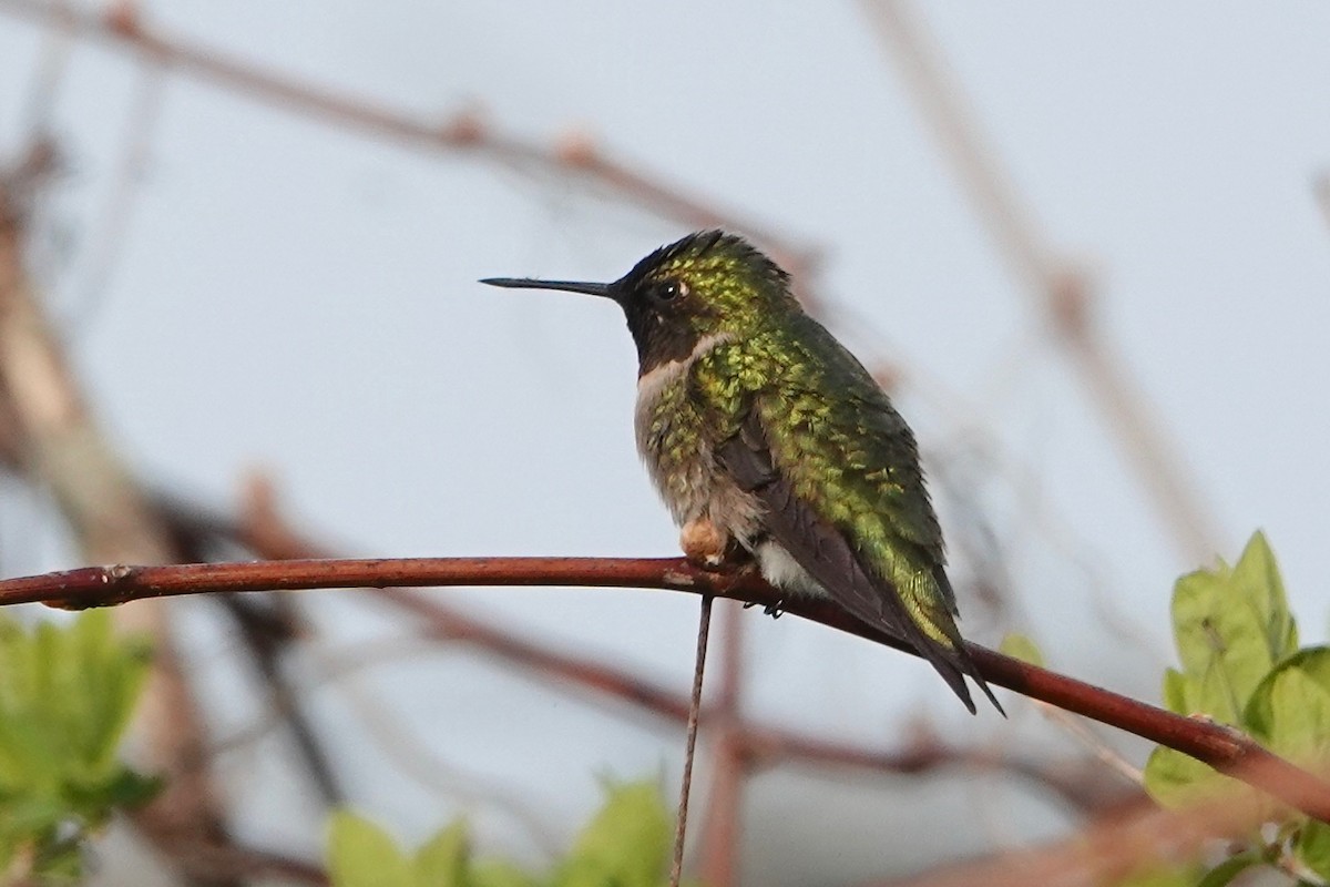 Ruby-throated Hummingbird - Joseph Hammerle