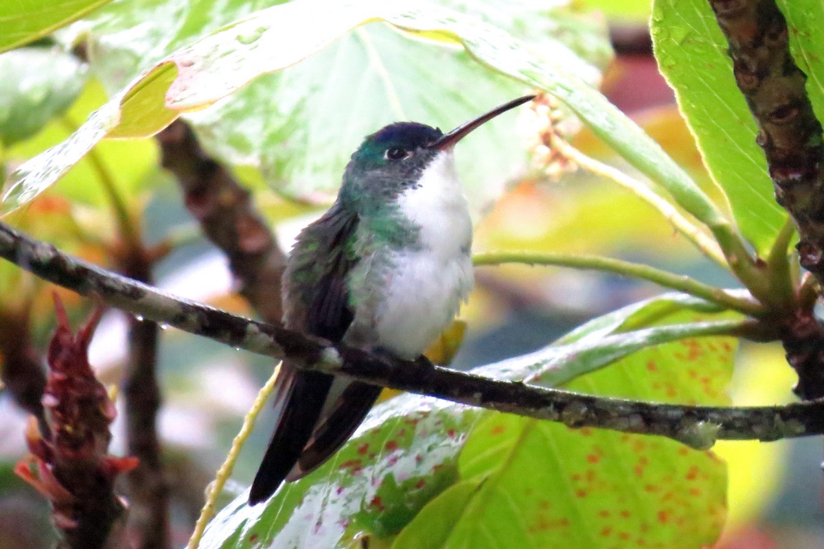 Andean Emerald - Pat McKay