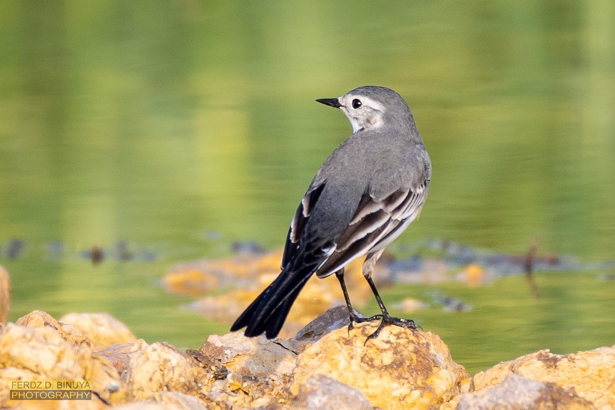 White Wagtail - ML159110211