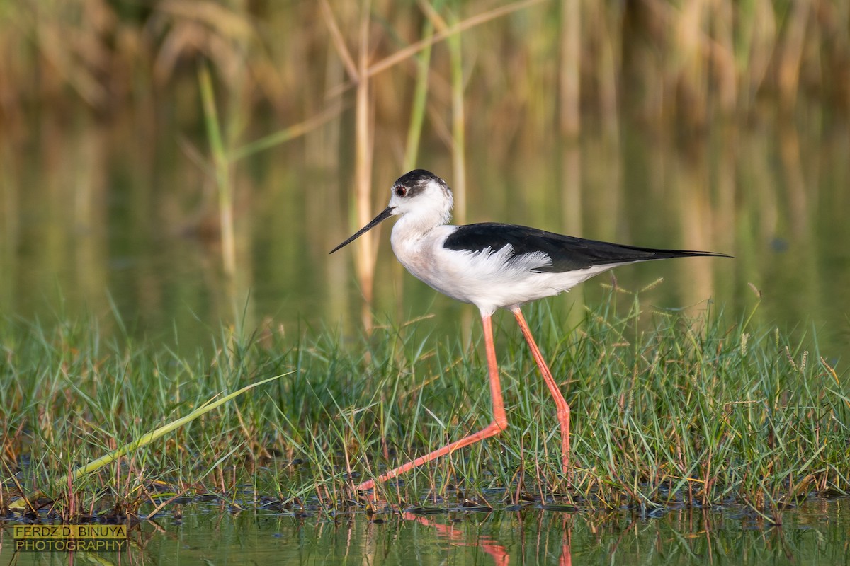 Black-winged Stilt - ML159110301