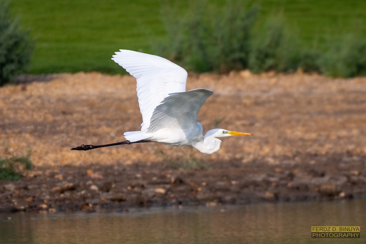 Great Egret - Ferdinand Binuya