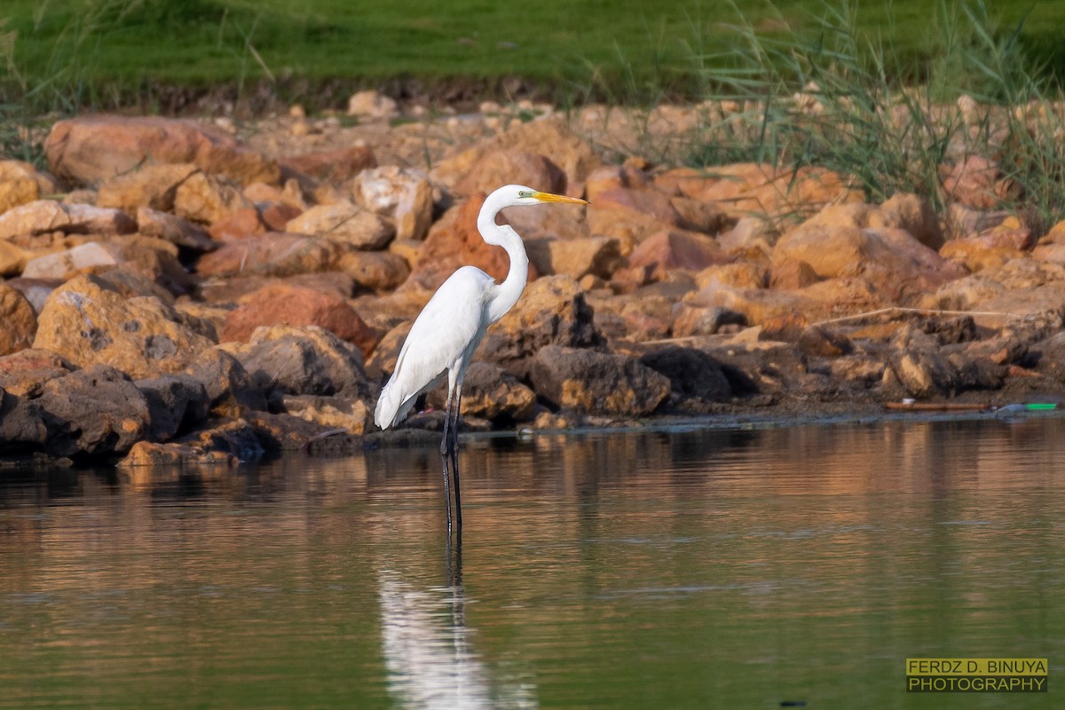 Great Egret - ML159110391