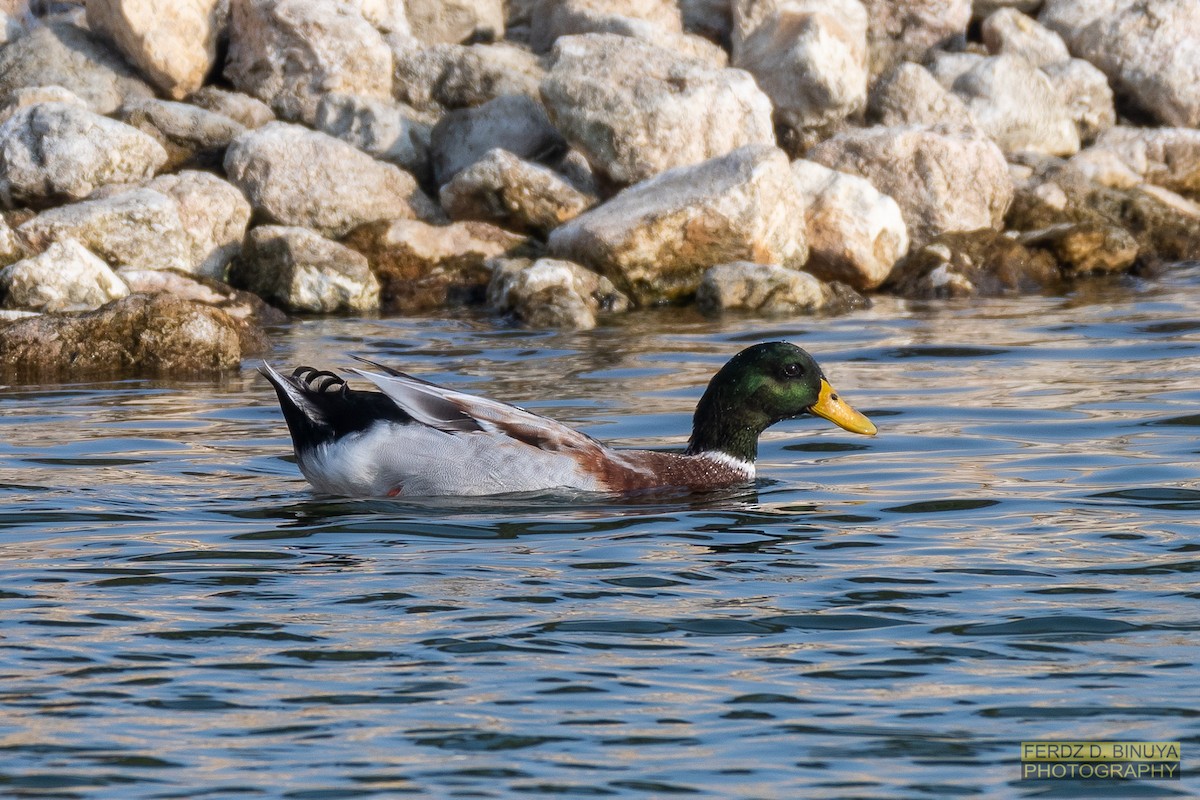 Canard colvert - ML159110521