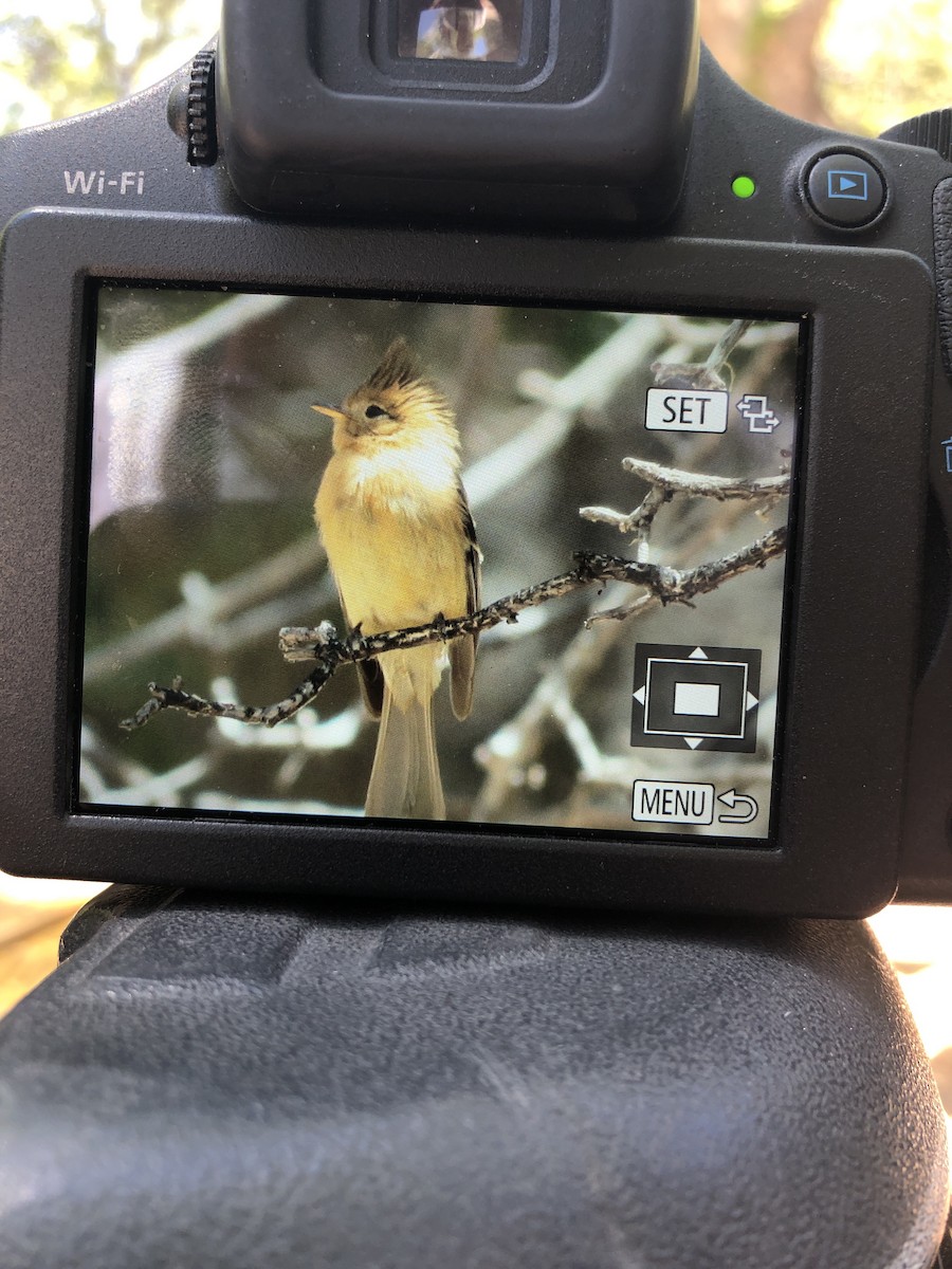 Tufted Flycatcher - Robert Gallucci