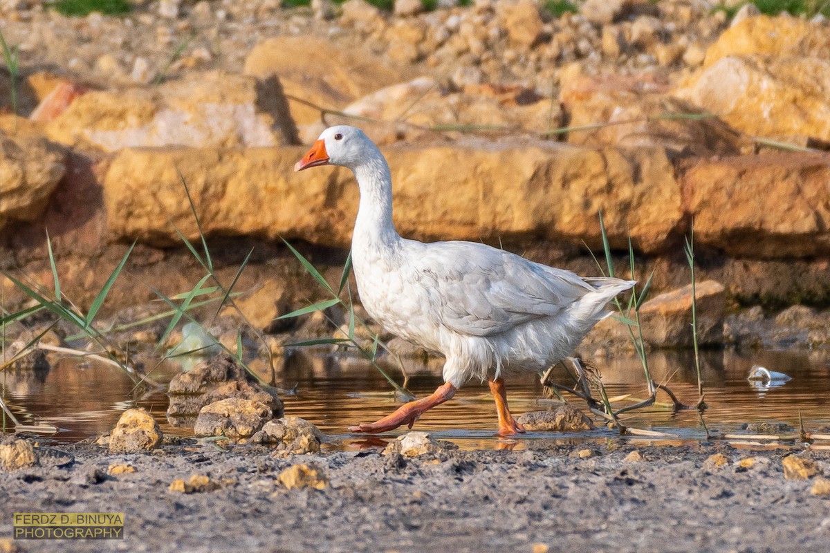 Graylag Goose (Domestic type) - ML159110641