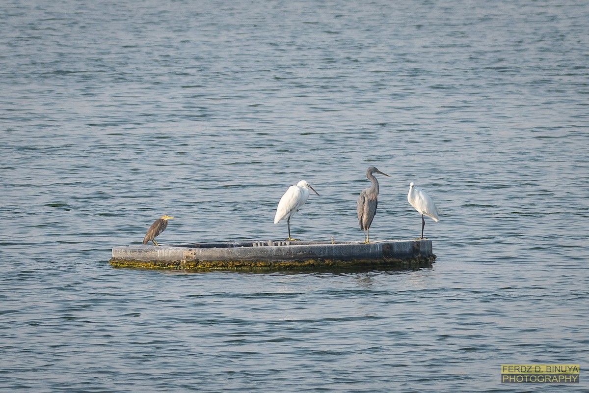 Little Egret - Ferdinand Binuya