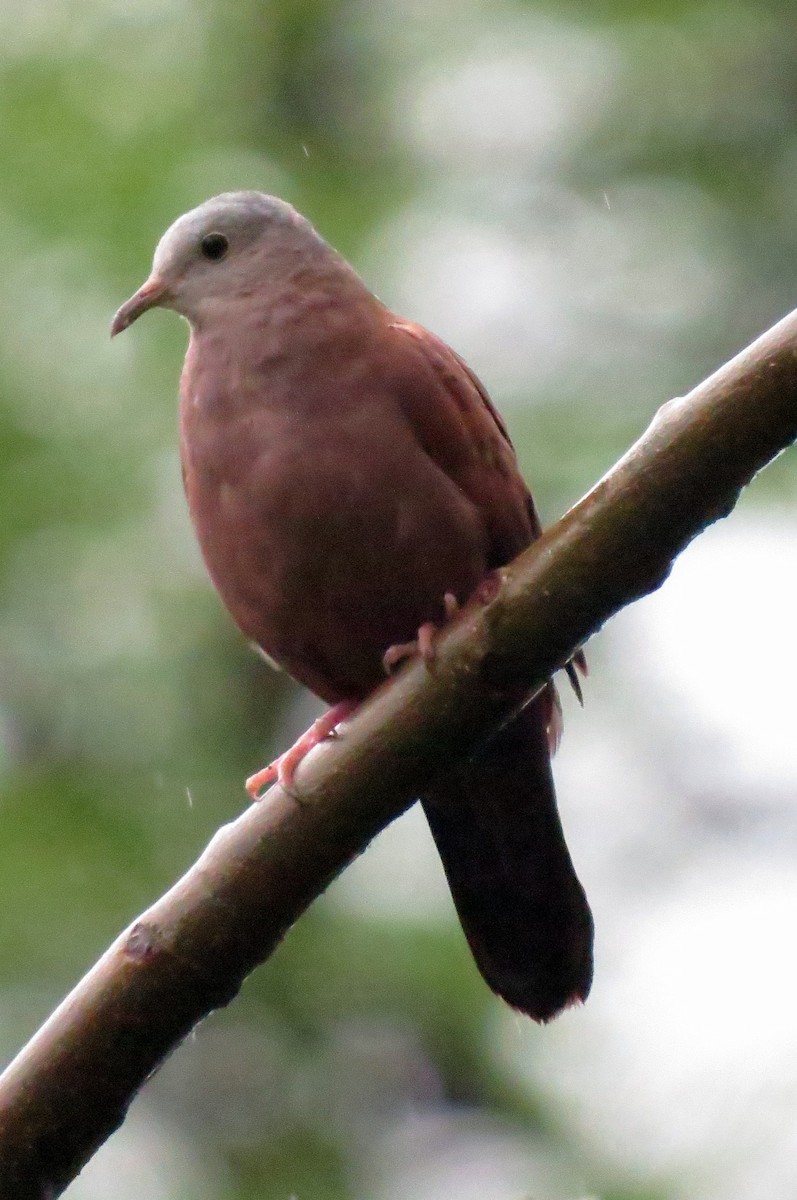 Ruddy Ground Dove - ML159111041