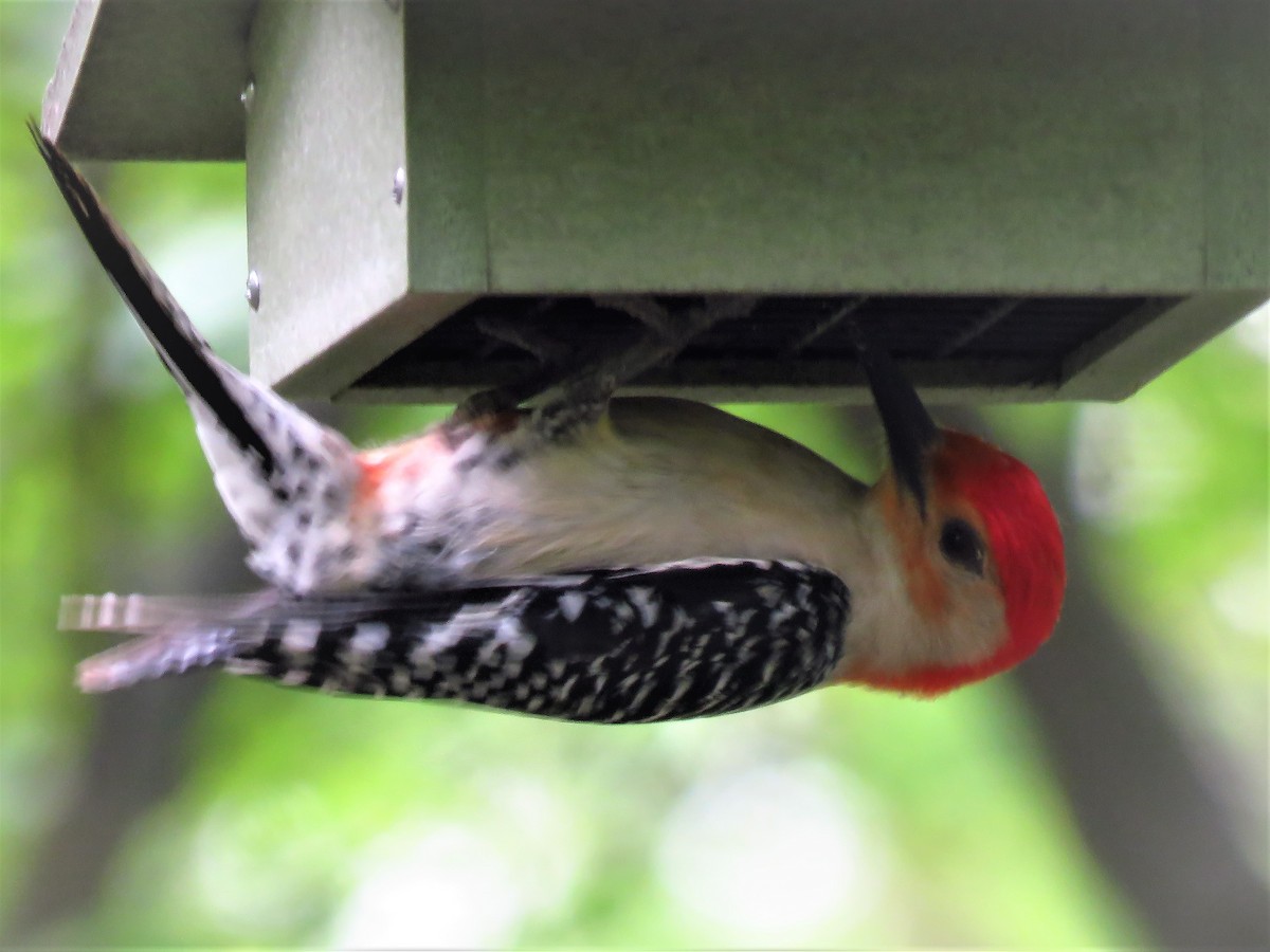 Red-bellied Woodpecker - ML159112291