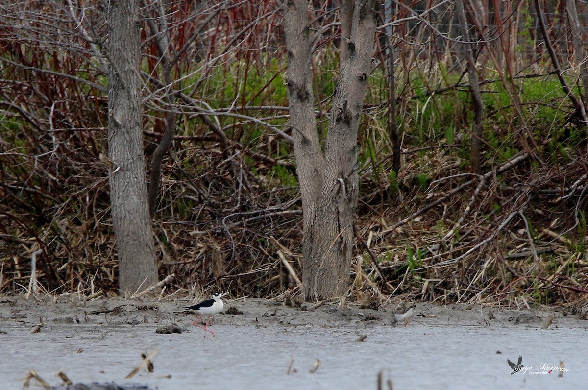 Black-necked Stilt - Serge Morneau