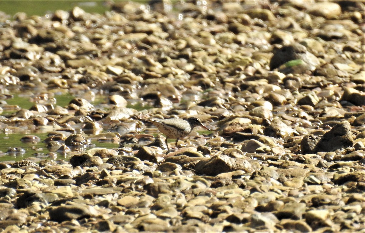 Spotted Sandpiper - ML159119981