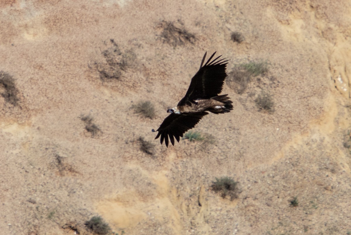 Cinereous Vulture - ML159122841