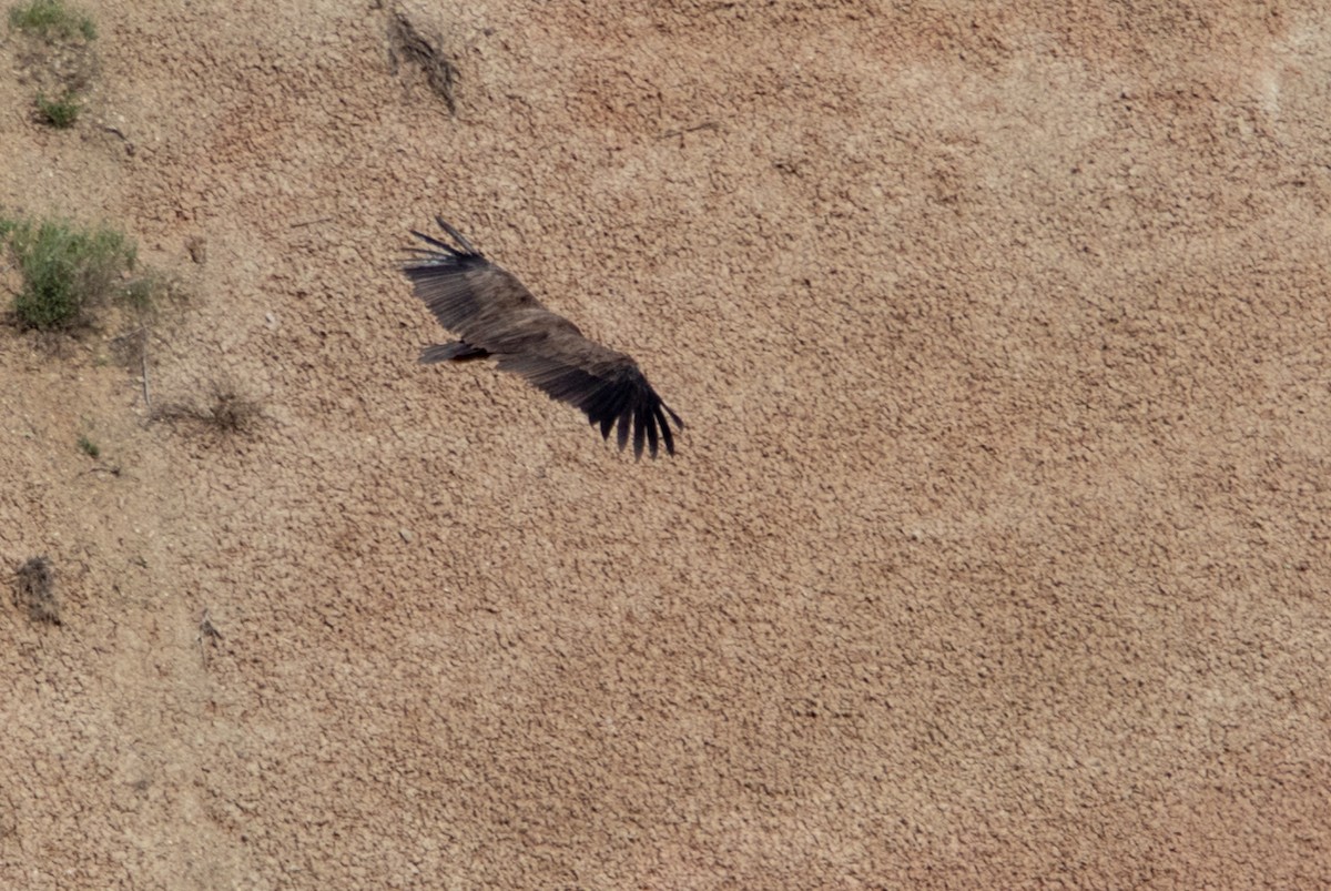 Cinereous Vulture - ML159123001