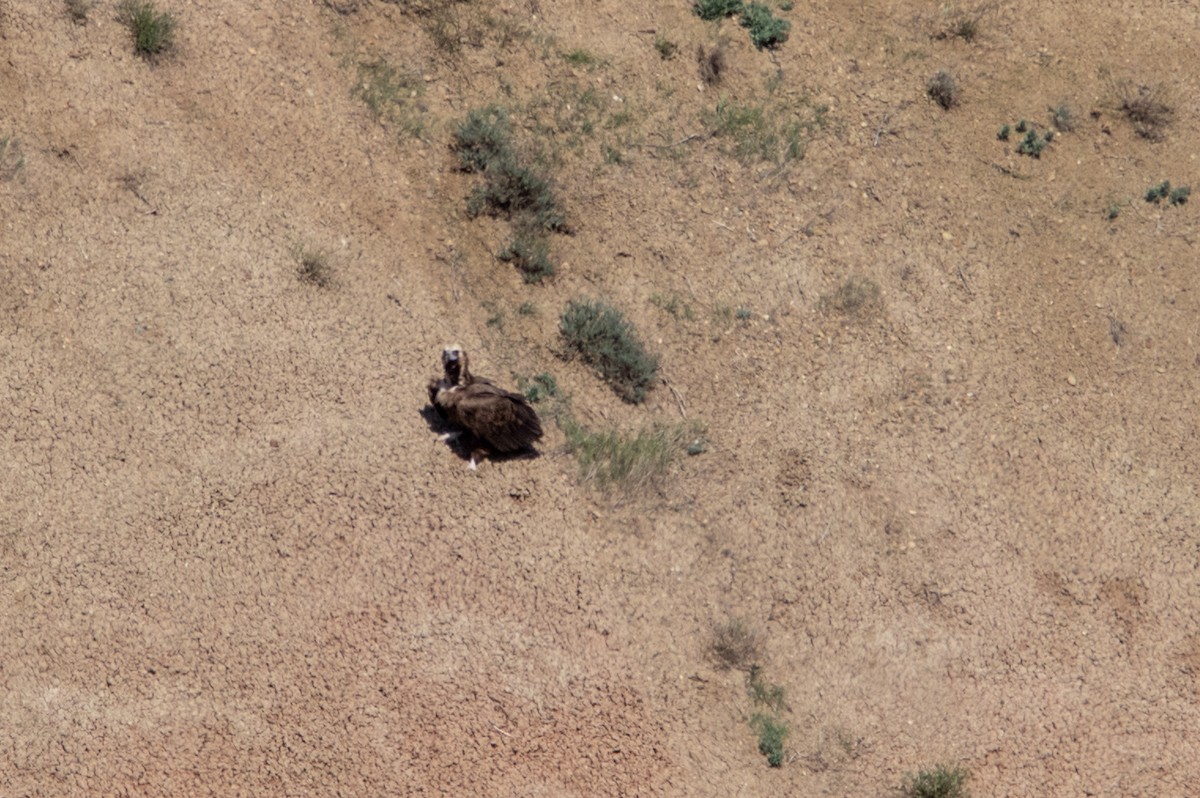 Cinereous Vulture - ML159123071