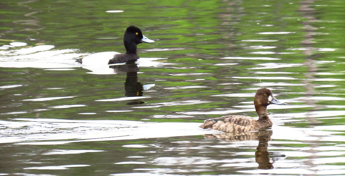 Lesser Scaup - ML159123081