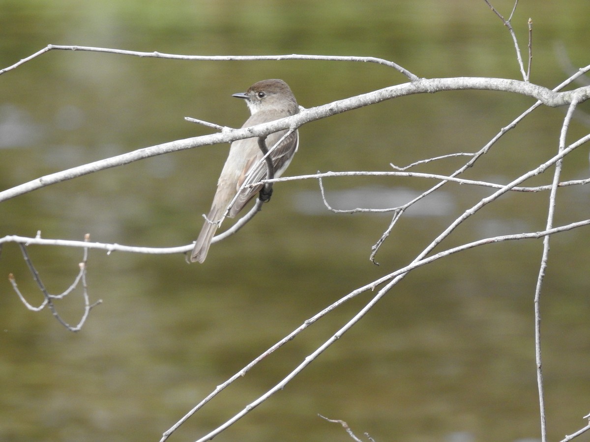 Eastern Phoebe - Stephane Demers