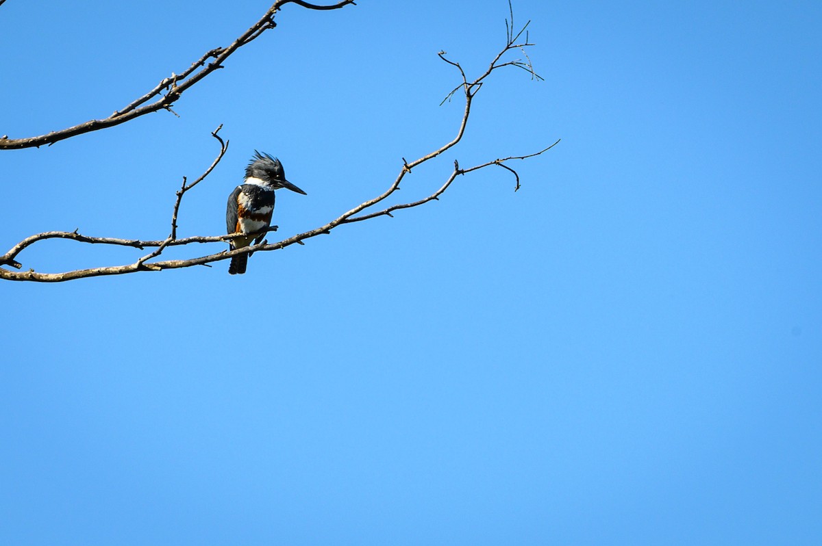 Belted Kingfisher - Jeffrey Gray