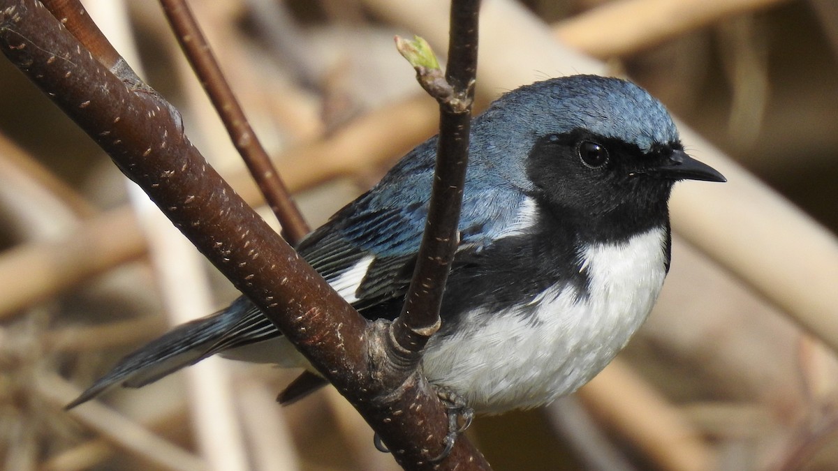 Black-throated Blue Warbler - Stephane Demers