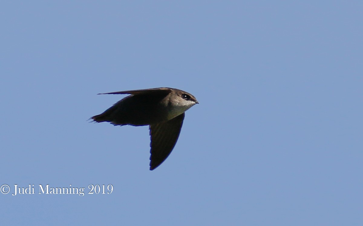 Chimney Swift - ML159126071