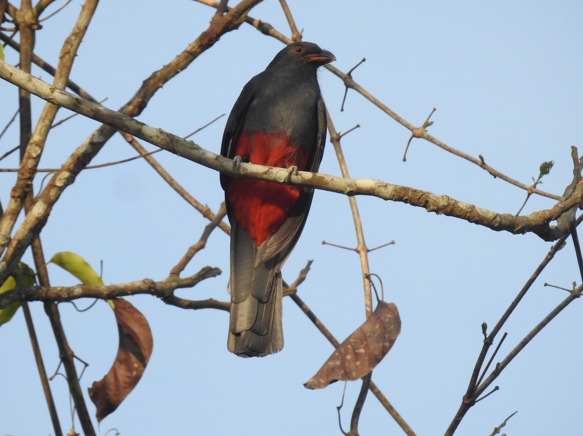 Slaty-tailed Trogon - ML159126561