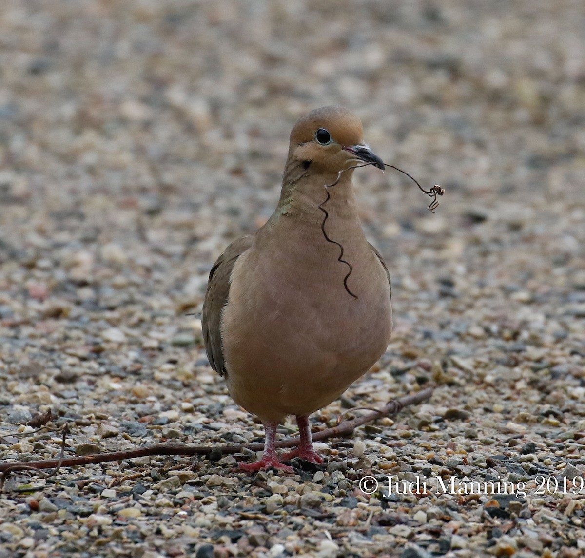 Mourning Dove - Carl & Judi Manning