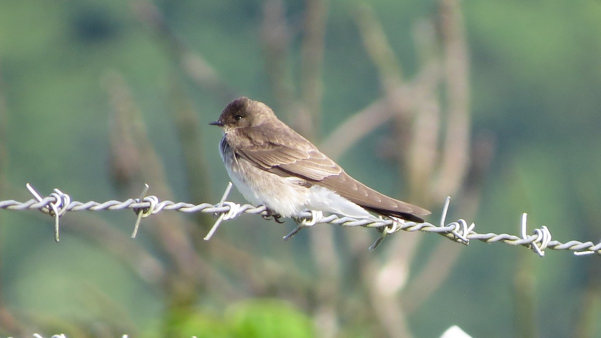 Northern Rough-winged Swallow - Richard Gregg