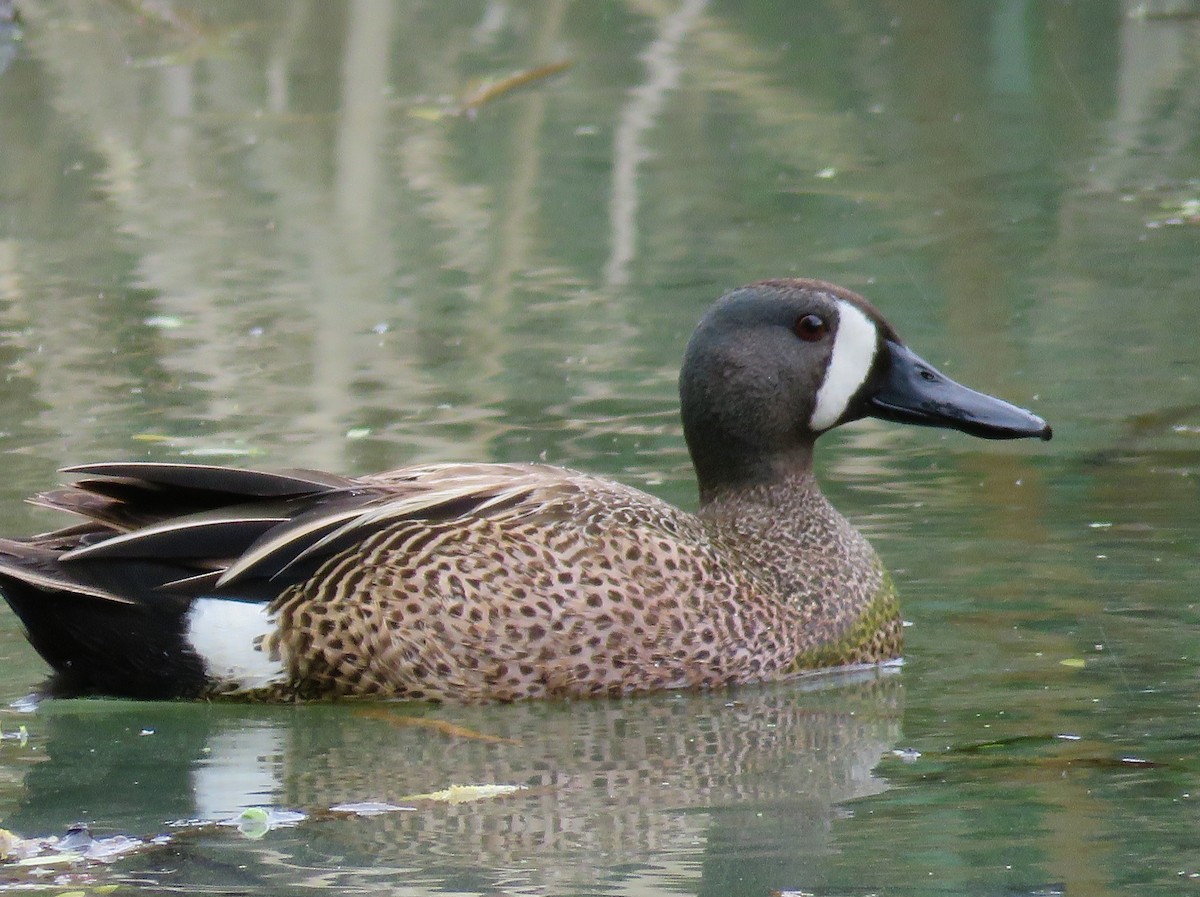 Blue-winged Teal - ML159130461
