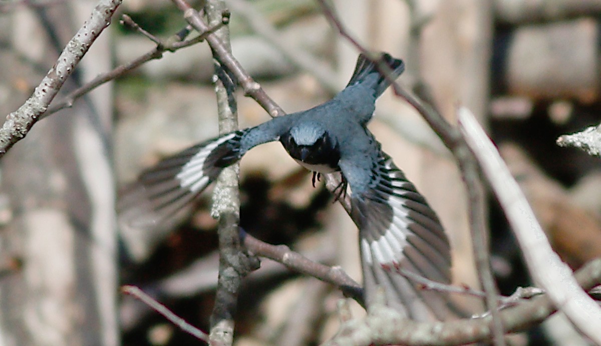 Black-throated Blue Warbler - Gary Jarvis